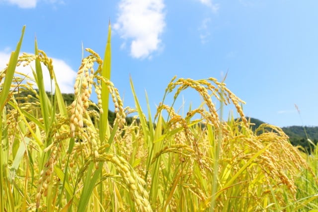 小林幸子は米どこで作ってる？越後情話(ブランド米)購入先や米作り・農業活動について調査！